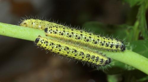 Réf. 196 276 : Pieris brassicae